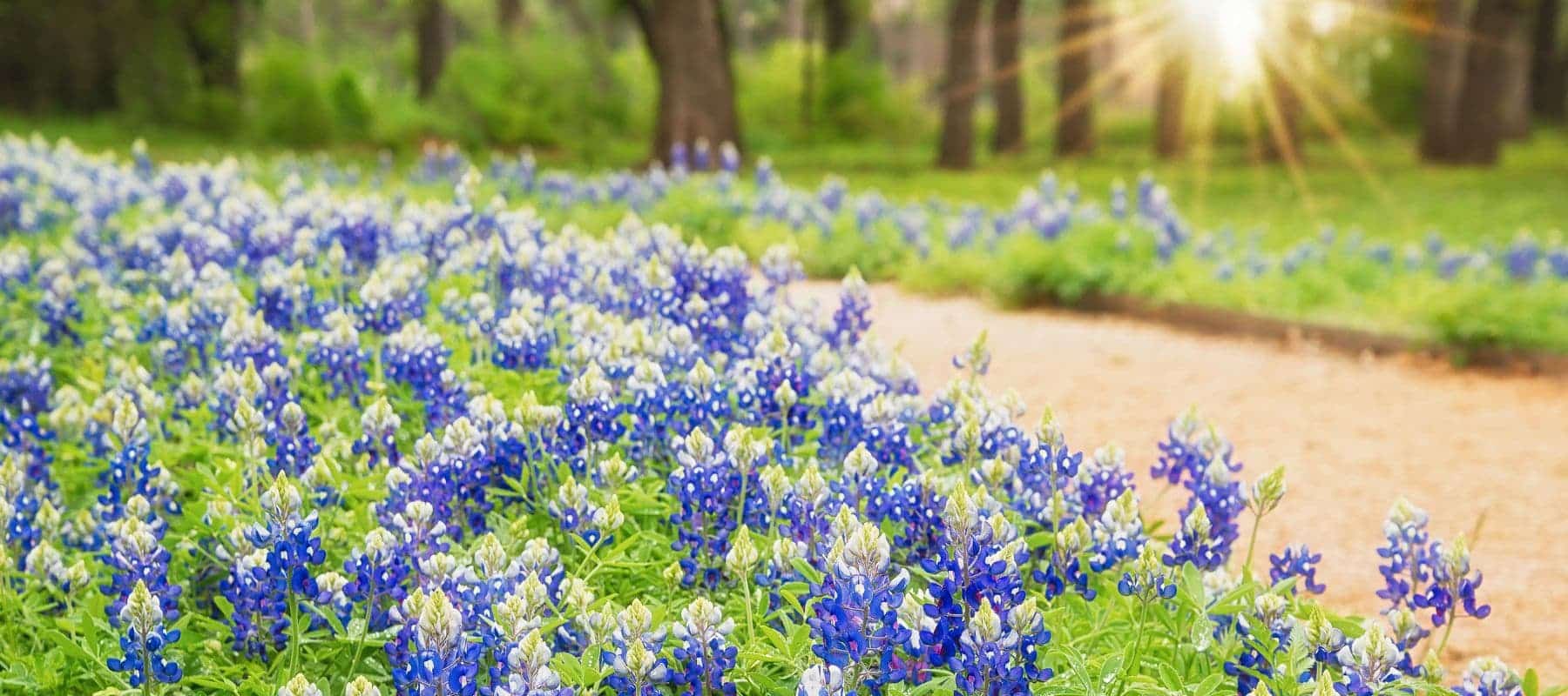 bulverde bluebonnets